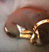 little chihuahua