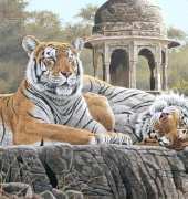 HAED HAESTG 152 Temple tigers by Stephen Gayford