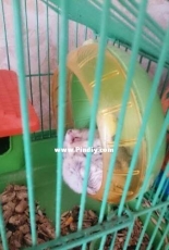 hamster Sonia