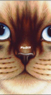 Le Crocette Di Rea - Gatto Siamese - Siamese Face