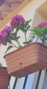 Hortensias verano 24