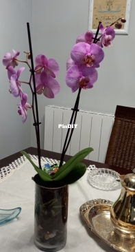 Orchidea