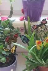 butterflys