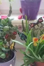 butterflys