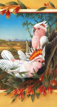 Major M Cockatoo by Interesting Boutique