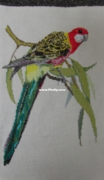 Crimson rosella.