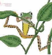 Climbimg Frog
