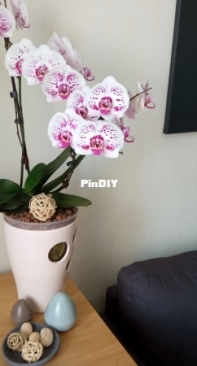 My orchid of San Sebastian