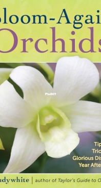 Bloom-Again Orchids - Judy White