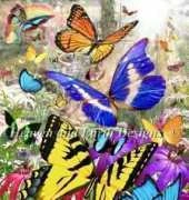 HAEDAP 105 Tropical Butterfly by David Penfound Artworks