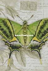 Chimera - Butterfly Vintage 10 by Jane Shasky