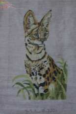 Wild cats