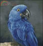 Shinysuns Cross Stitching - Blue Hyacinth Macaw Study - Rebecca Latham