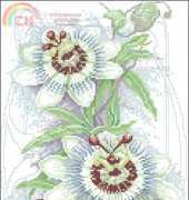 Lanarte 23047 PASSION FLOWER