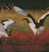 Haukun A062 - Garzas