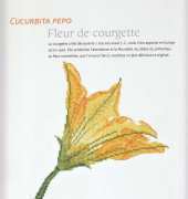 fleur de courgette