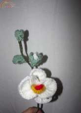 orchidea