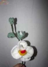 orchidea