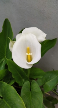 Calla lily