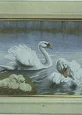 Swans From Nastunya 52