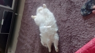 Big stretch