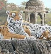 HAED HAESTG 152 Temple Tigers by Stephen Gayford