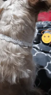 Dog Lace Collar