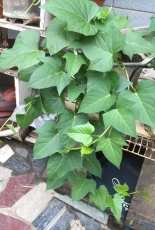 yam