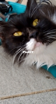 My Sleepy Cat