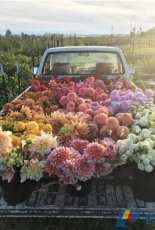 HAED - HAEHAED22 Flower Truck by Michele Sayetta