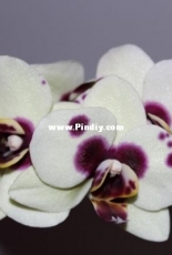 Orchids are my second hobby: Phal. no-named