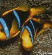 Golden Kite 557 - Anemone Fish