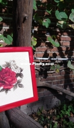 Roses from Coricamo