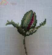 Papaver rhoeas WIP 2