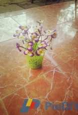 hoa cánh bướm