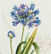 Lanarte 34850 Agapanthus