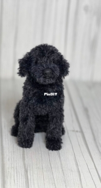 Ambercraftstore - Tatjana Ozolina - Black Doodle - Goldendoodle Schwarz - German
