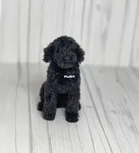Ambercraftstore - Tatjana Ozolina - Black Doodle - Goldendoodle Schwarz - German