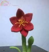 Amaryllis flower