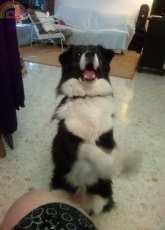 My pet - LAKY