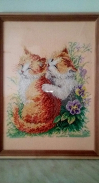 Дружба котиков.