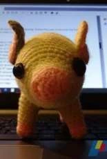 Pig