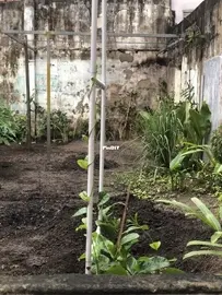 How did I build a garden all by myself - 4