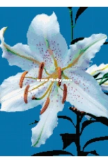 Better Cross Stitch - White Lily - Free