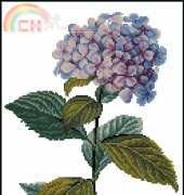 Zolotoe Runo OL-003 - Hydrangea (Madeira)