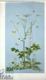 Thea Gouverneur 967 - Heracleum Sibericum