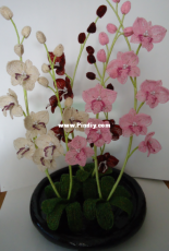 Orchids