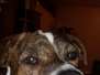 My Boy Buster Brown