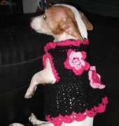 cute dress for my dog