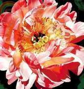I Love Cross Stitch JH-014 Coral Peony